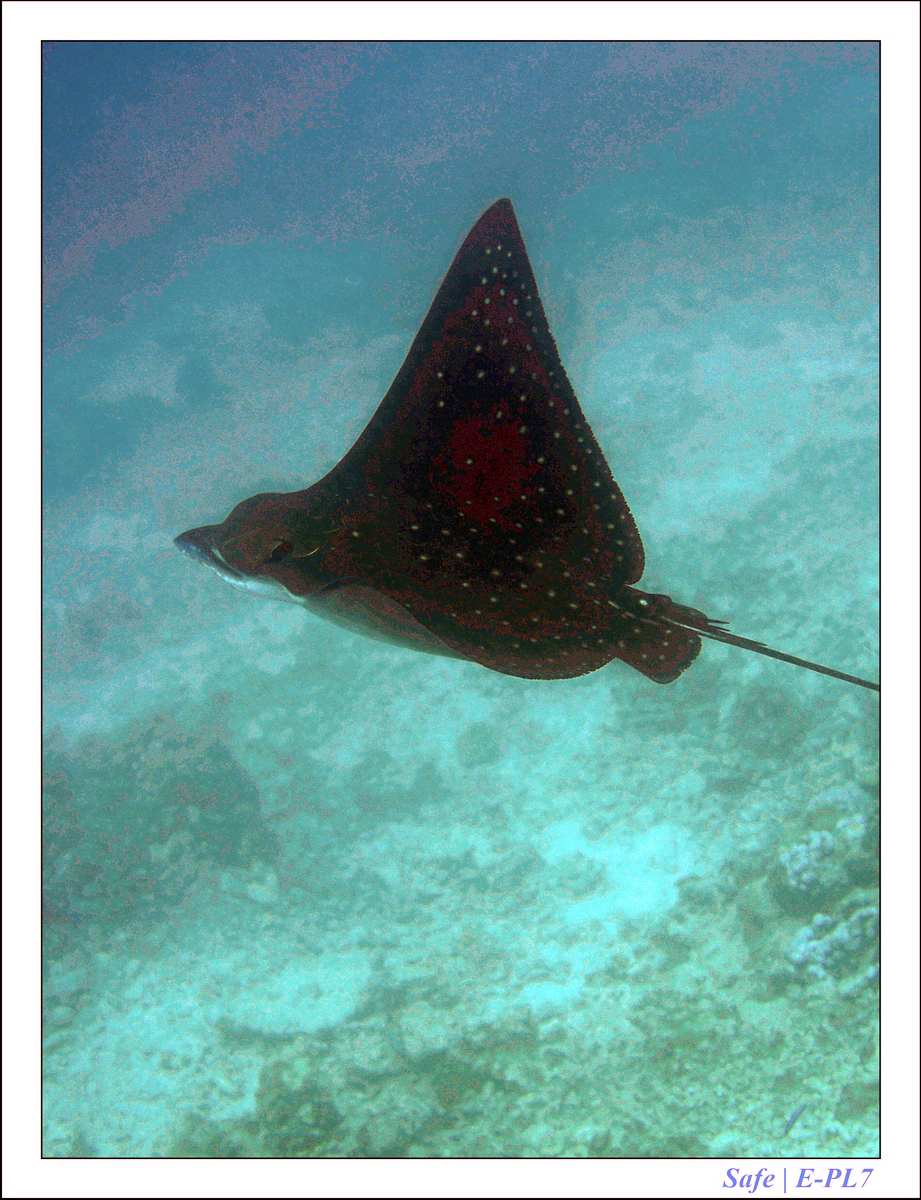 2019 - 07 - Snorkeling maldives - 12